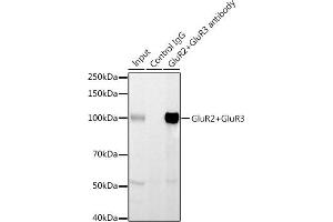 Immunoprecipitation analysis of 600 μg extracts of Mouse brain using 3 μg GluR2+GluR3 antibody (ABIN3016609, ABIN3016610, ABIN3016611, ABIN1678821 and ABIN1678822). (mGluR2/3 anticorps)