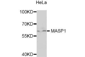 Western blot analysis of extracts of HeLa cells, using MASP1 antibody (ABIN5975387) at 1/1000 dilution. (MASP1 anticorps)