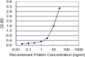 Sandwich ELISA detection sensitivity ranging from 1 ng/mL to 100 ng/mL. (CD3E (Humain) Matched Antibody Pair)