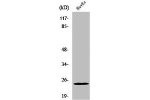 Western Blot analysis of HeLa cells using PGRMC2 Polyclonal Antibody (PGRMC2 anticorps  (C-Term))