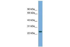 C19orf18 antibody used at 1 ug/ml to detect target protein. (C19orf18 anticorps  (N-Term))