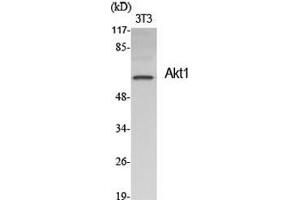 Western Blot (WB) analysis of specific cells using Akt1 Polyclonal Antibody. (AKT1 anticorps  (Ser1303))
