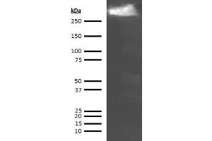 Western Blotting (WB) image for anti-Thyroglobulin (TG) antibody (Biotin) (ABIN613355) (Thyroglobulin anticorps  (Biotin))