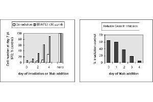 Figure 1. (Transferrin Receptor anticorps  (Biotin))