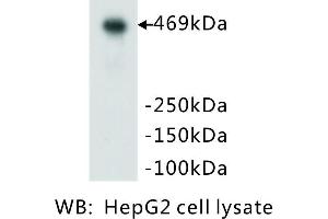 Image no. 3 for anti-Protein Kinase, DNA-Activated, Catalytic Polypeptide (PRKDC) (Catalytic Subunit) antibody (ABIN1112714) (PRKDC anticorps  (Catalytic Subunit))