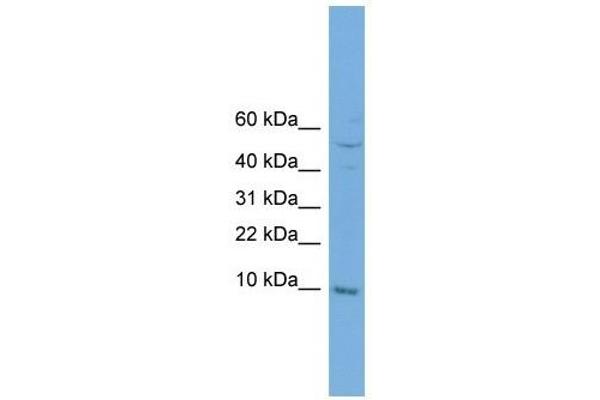 COX7B anticorps  (N-Term)