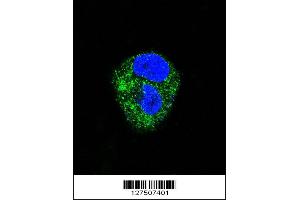 Confocal immunofluorescent analysis of ADORA2A Antibody with HepG2 cell followed by Alexa Fluor 488-conjugated goat anti-rabbit lgG (green). (Adenosine A2a Receptor anticorps  (AA 273-301))