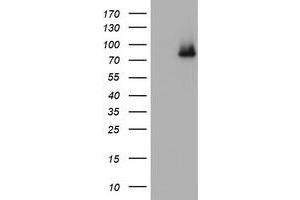 Image no. 5 for anti-Nibrin (NBN) (AA 183-460) antibody (ABIN1491056) (Nibrin anticorps  (AA 183-460))