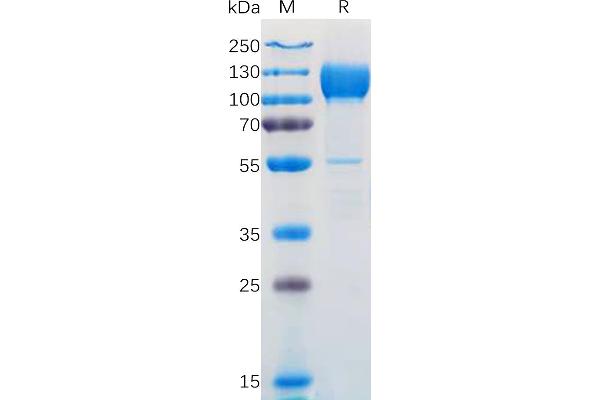 NTRK3 Protein (AA 32-429) (Fc Tag)