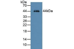 Western blot analysis of Mouse Liver Tissue. (Asialoglycoprotein Receptor 1 anticorps  (AA 80-281))