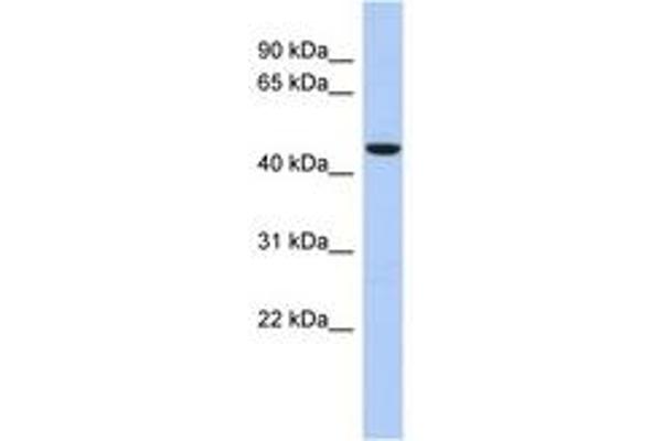 ZNF566 anticorps  (AA 143-192)