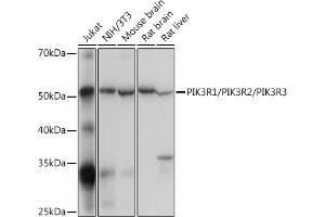 Western blot analysis of extracts of various cell lines, using PIK3R1/PIK3R2/PIK3R3 Rabbit pAb (ABIN7269374) at 1:500 dilution. (PIK3R1 + PIK3R2 + PIK3R3 anticorps)