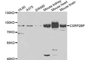 Western blot analysis of extracts of various cell lines, using CSRP2BP antibody (ABIN5975516) at 1/1000 dilution. (CSRP2BP anticorps)