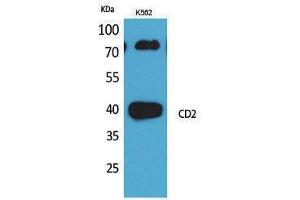 Western Blotting (WB) image for anti-CD2 (CD2) (N-Term) antibody (ABIN3178272) (CD2 anticorps  (N-Term))