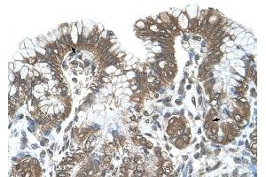 POFUT2 antibody was used for immunohistochemistry at a concentration of 4-8 ug/ml to stain Surface mucous cells and Epithelial cells of fundic gland (arrows) in Human Stomach. (POFUT2 anticorps  (C-Term))