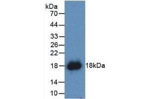 Detection of Recombinant IFNg, Canine using Polyclonal Antibody to Interferon Gamma (IFNg) (Interferon gamma anticorps  (AA 24-166))