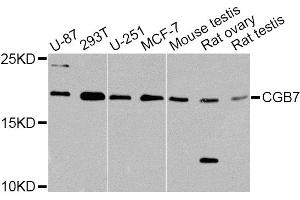 Western blot analysis of extracts of various cell lines, using CGB7 Antibody. (CGB7 anticorps)