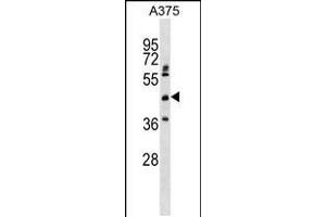 Western blot analysis in A375 cell line lysates (35ug/lane). (ASPHD2 anticorps  (AA 165-194))