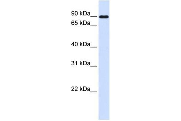 Cadherin 24 anticorps  (N-Term)