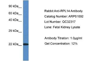Western Blotting (WB) image for anti-Ribosomal Protein L14 (RPL14) (C-Term) antibody (ABIN786470) (RPL14 anticorps  (C-Term))