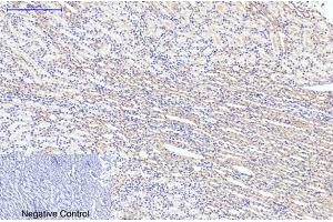 Immunohistochemical analysis of paraffin-embedded rat kidney tissue. (LC3B anticorps)