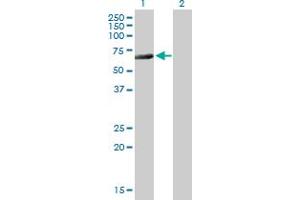 Western Blot analysis of CTBP2 expression in transfected 293T cell line by CTBP2 MaxPab polyclonal antibody. (CTBP2 anticorps  (AA 1-513))