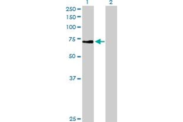 ZNF133 anticorps  (AA 1-653)