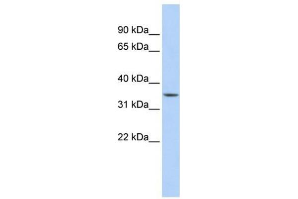 C1orf116 anticorps  (Middle Region)