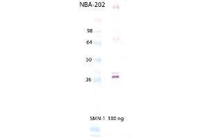 Western Blot Analysis of SMN1, mAb (2B1) . (SMN1 anticorps  (C-Term))