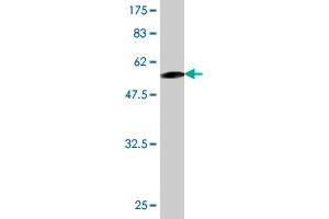 Western Blot detection against Immunogen (54. (PSMA1 anticorps  (AA 1-263))