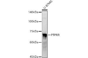 Western blot analysis of extracts of U-87MG cells, using PTPRR antibody (ABIN7269711) at 1:1000 dilution. (PTPRR anticorps)