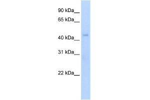 WB Suggested Anti-Rgs7 Antibody Titration:  5. (RGS7 anticorps  (N-Term))