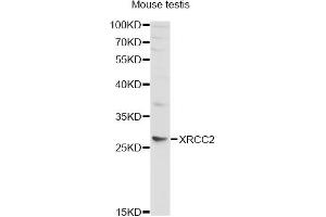 Western blot analysis of extracts of mouse testis, using XRCC2 antibody (ABIN5970910) at 1/1000 dilution. (XRCC2 anticorps)