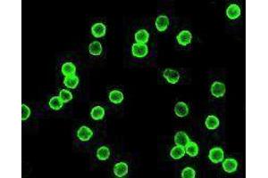 Immunofluorescence (IF) image for anti-CD4 (CD4) antibody (Alexa Fluor 488) (ABIN2657423) (CD4 anticorps  (Alexa Fluor 488))