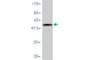 Western Blot detection against Immunogen (51. (HSF2 anticorps  (AA 1-230))