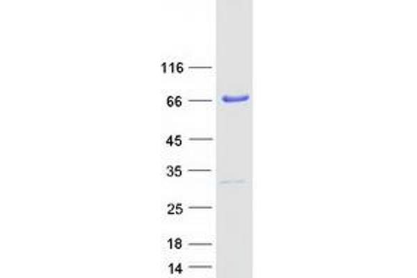 PRMT3 Protein (Transcript Variant 1) (Myc-DYKDDDDK Tag)