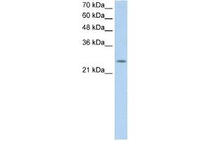 C5ORF4 antibody used at 0. (C5ORF4 anticorps  (N-Term))