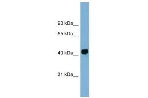 KIAA1704 antibody used at 1 ug/ml to detect target protein. (GPALPP1 anticorps  (Middle Region))