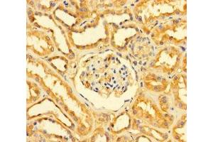 Immunohistochemistry of paraffin-embedded human kidney tissue using ABIN7154018 at dilution of 1:100 (GATD3A (AA 43-268) anticorps)