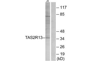 Western blot analysis of extracts from Jurkat cells, using TAS2R13 antibody. (TAS2R13 anticorps  (Internal Region))
