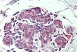 Anti-ITGA6 / CD49f antibody  ABIN960787 IHC staining of human breast. (ITGA6 anticorps  (N-Term))