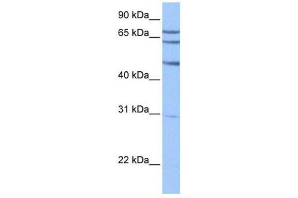 TSKS anticorps  (N-Term)