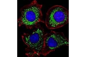 Fluorescent image of HepG2 cells stained with AK4 Antibody . (AK4 anticorps  (AA 119-153))