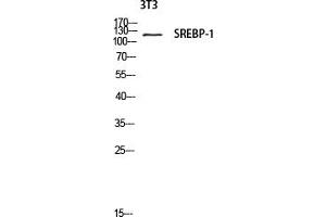 Western blot analysis of 3T3 lysate using SREBP-1 antibody. (SREBF1 anticorps)