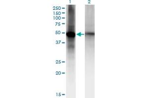 Western Blot analysis of RORB expression in transfected 293T cell line by RORB monoclonal antibody (M09), clone 2D12. (RORB anticorps  (AA 136-224))