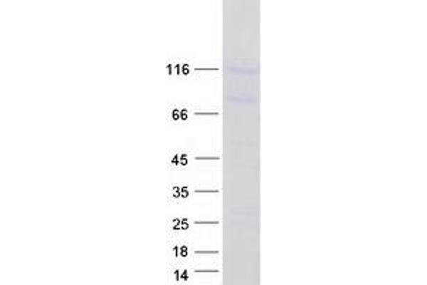 PCDHGA6 Protein (Transcript Variant 1) (Myc-DYKDDDDK Tag)