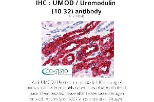 Image no. 1 for anti-Uromodulin (UMOD) antibody (ABIN1723177) (Uromodulin anticorps)