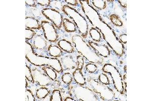 Immunohistochemistry of paraffin-embedded rat kidney using HGF Rabbit pAb (ABIN3021682, ABIN3021683, ABIN3021684 and ABIN6215504) at dilution of 1:100 (40x lens). (HGF anticorps  (AA 30-285))