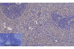 Immunohistochemical analysis of paraffin-embedded rat spleen tissue. (JAG1 anticorps  (Internal Region))