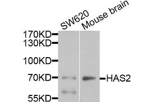 Western blot analysis of extracts of various cells, using HAS2 antibody. (HAS2 anticorps)